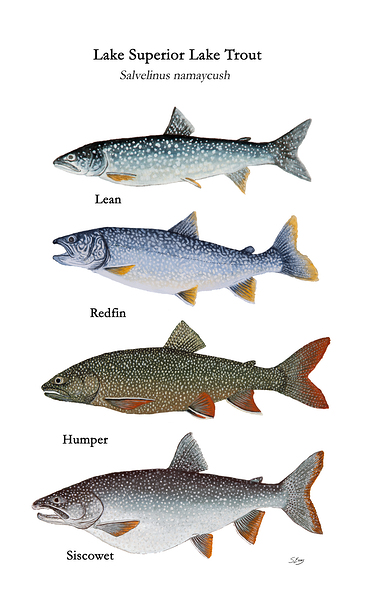 Lake Superior Lake Trout Morphs Painting Digital Download
