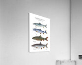 Lake Superior Lake Trout Morphs Painting Acrylic Print