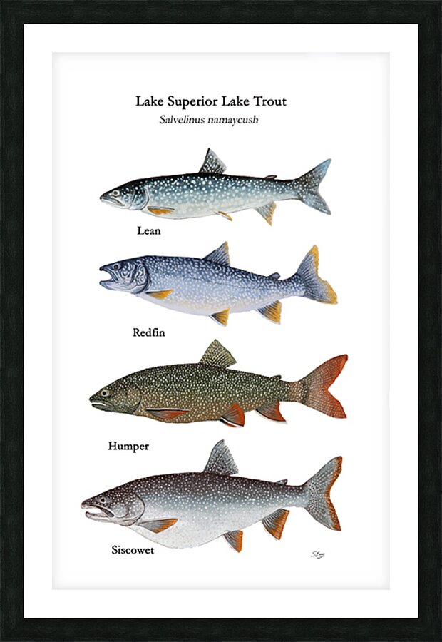 Lake Superior Lake Trout Morphs Painting Picture Frame print