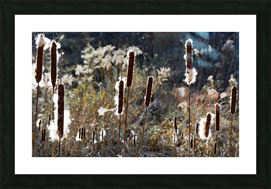 Cattails Print Picture Frame print