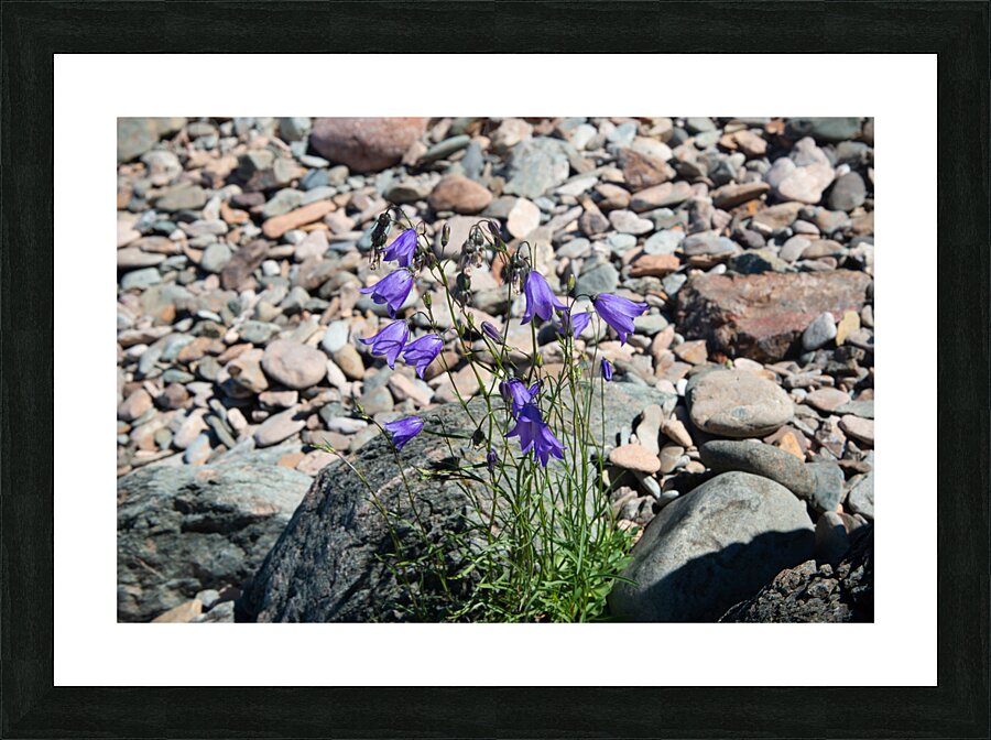 Harebell Wildflower Print Picture Frame print