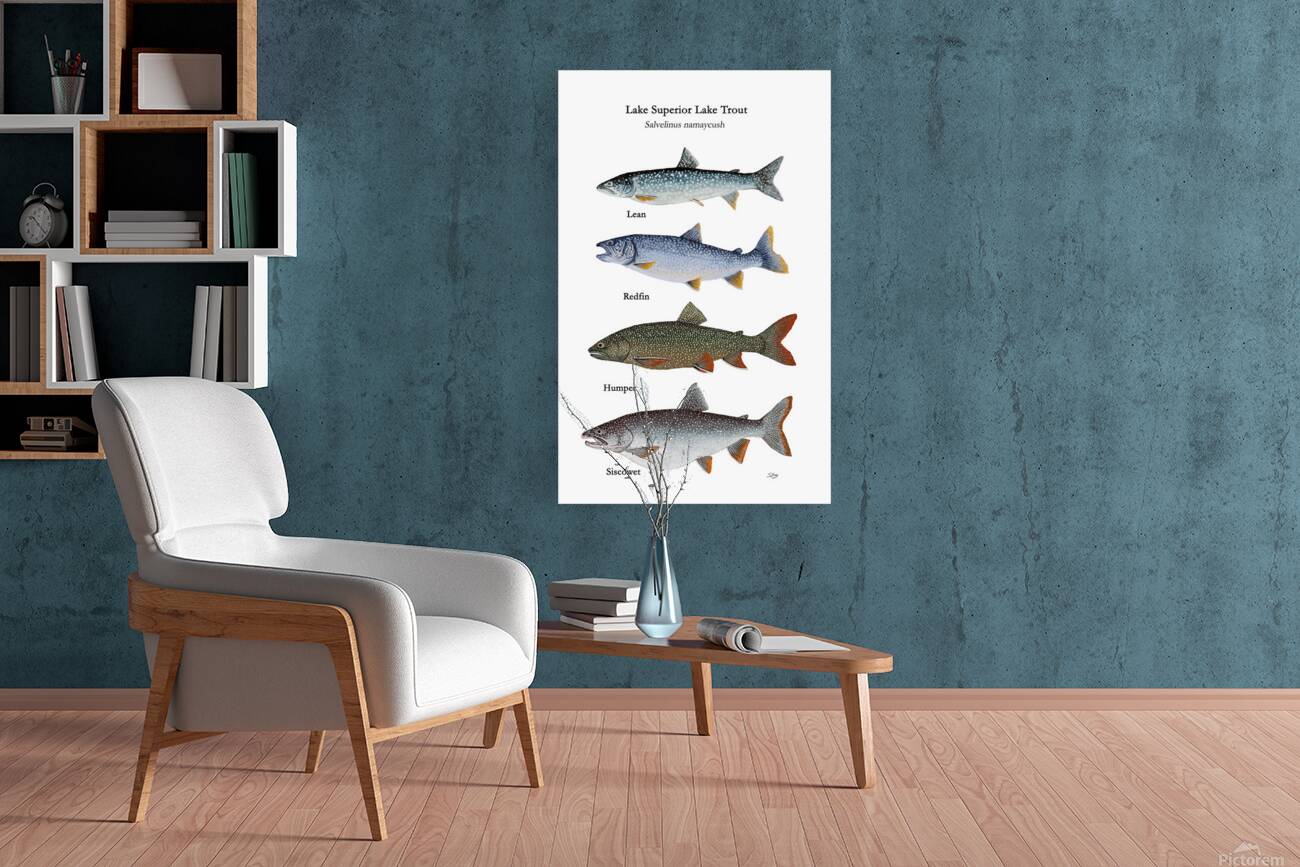 Lake Superior Lake Trout Morphs Painting Reproduction