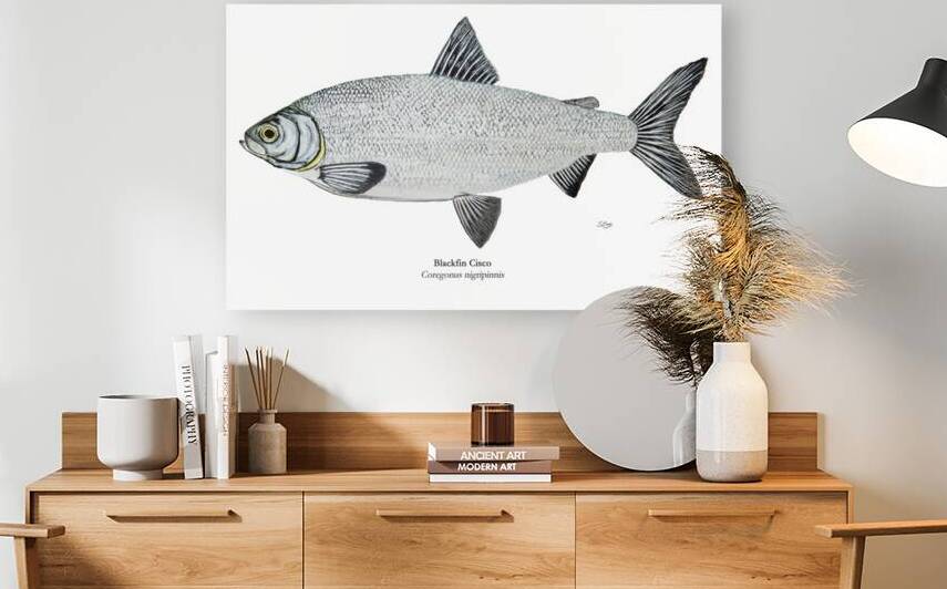 Blackfin Cisco Painting by Stephen Emms