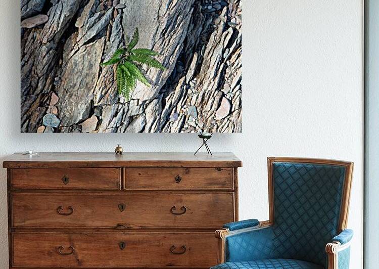 Rock and Fern Print by Stephen Emms