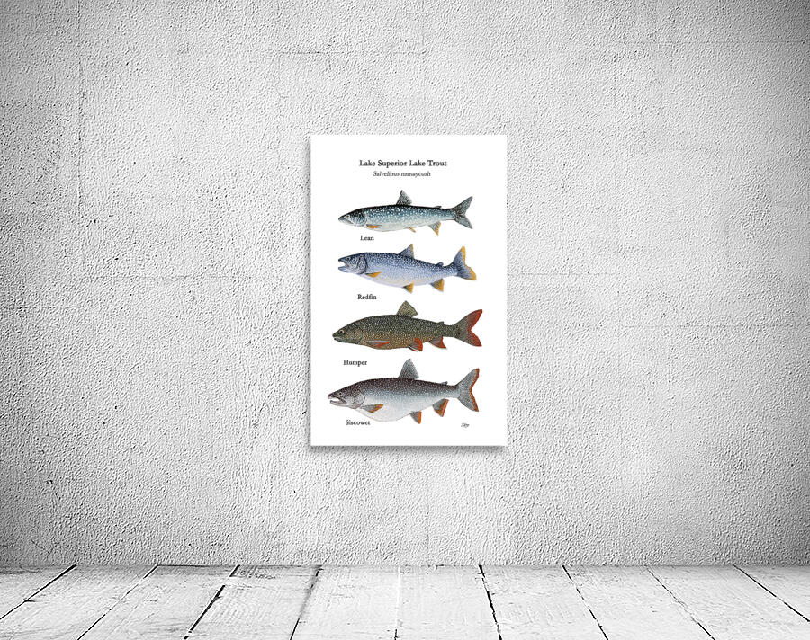 Lake Superior Lake Trout Morphs Painting Wall Preview