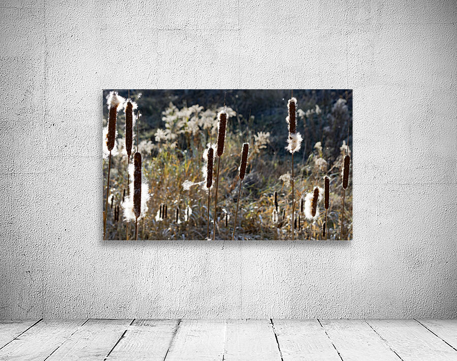 Cattails Print Wall Preview