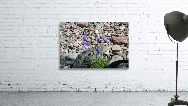 Harebell Wildflower Print Wall Preview