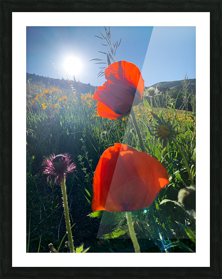 Poppies Picture Frame print