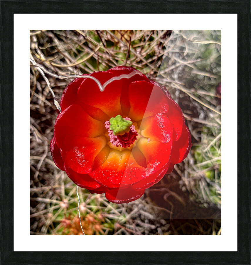 Prickly Bloom Picture Frame print