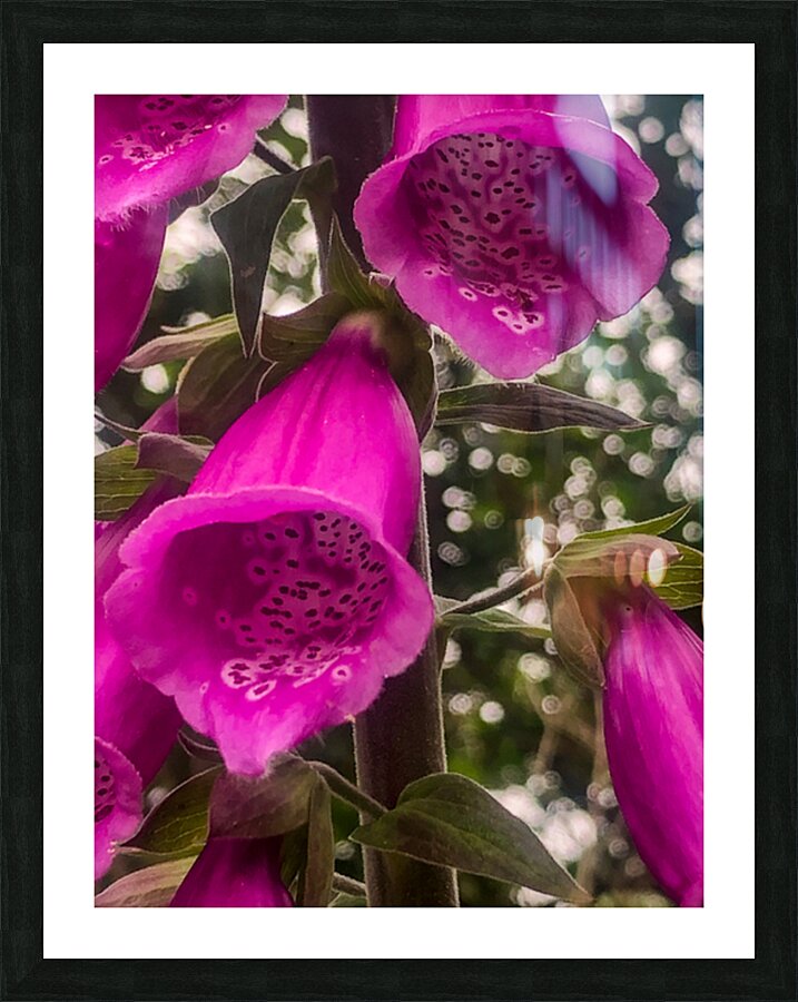 Fox Glove Picture Frame print