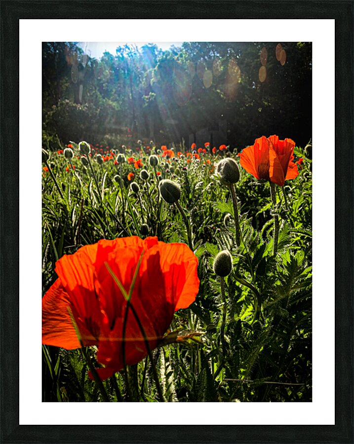 Poppies Abloom Picture Frame print