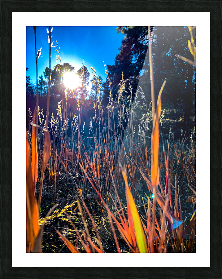 Grasses Picture Frame print