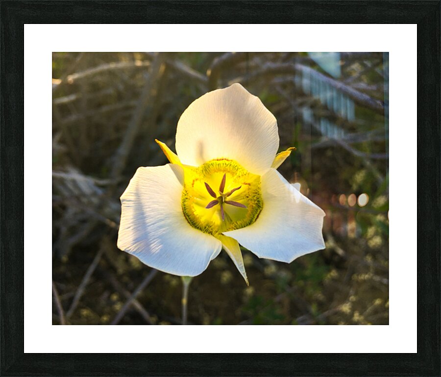 Sego Lily Picture Frame print