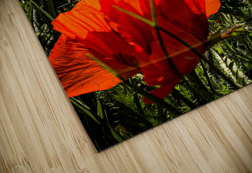 Poppies Abloom Cheryl Wiescamp puzzle