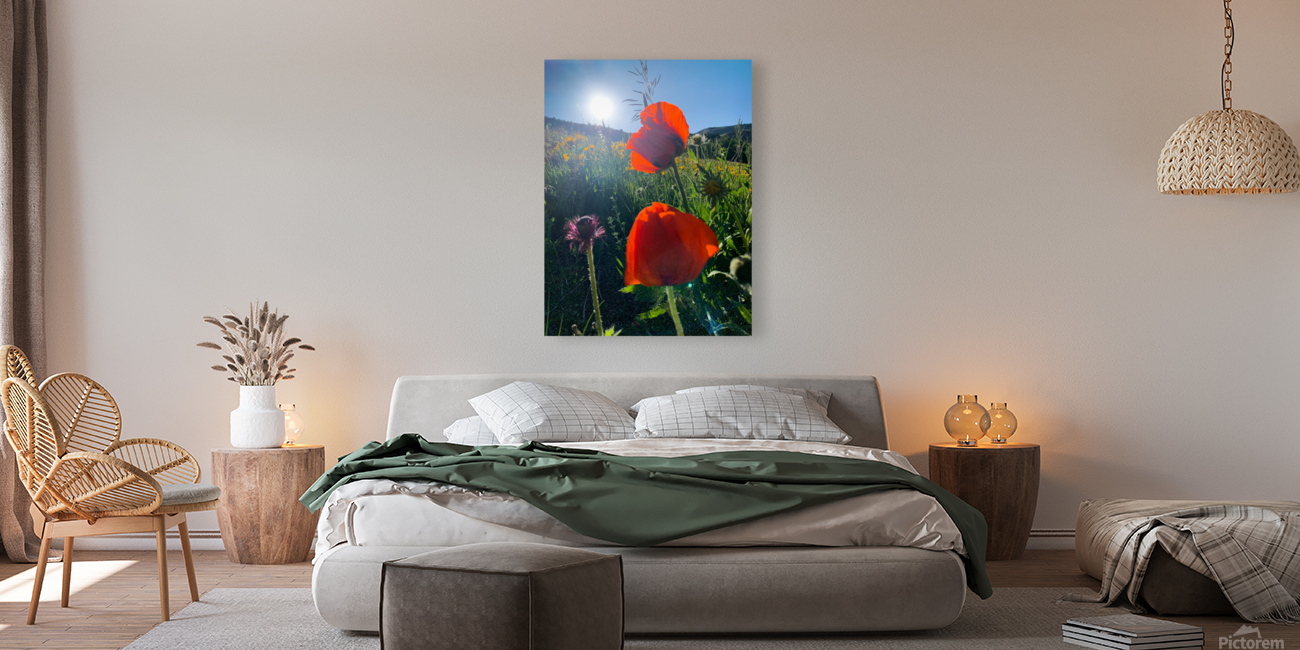 Poppies Reproduction