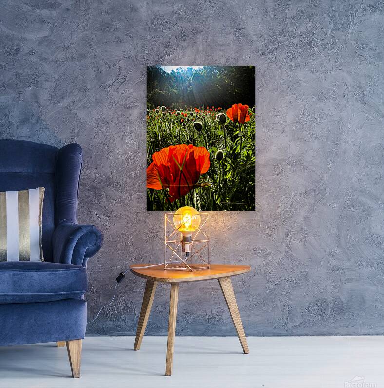 Poppies Abloom Reproduction