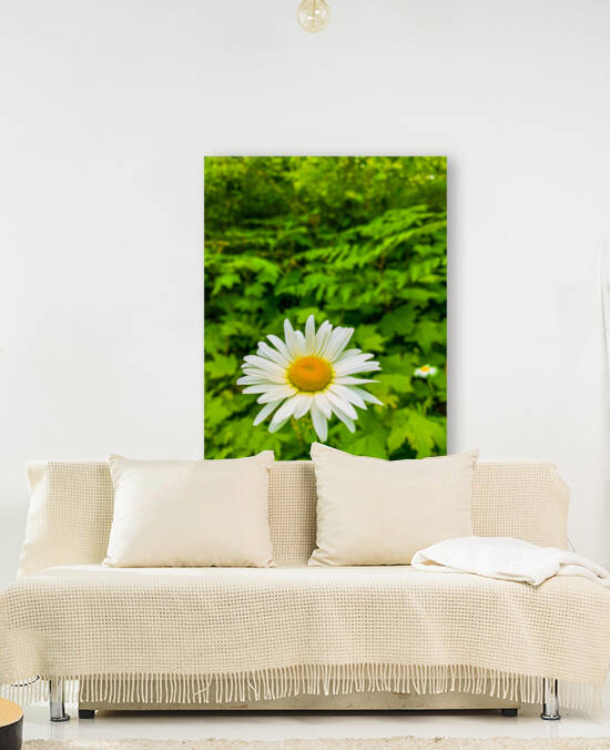 Oregon Daisy Reproduction