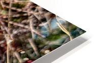 Prickly Bloom HD Metal print