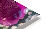 Fox Glove HD Metal print