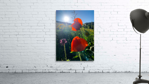 Poppies Wall Preview