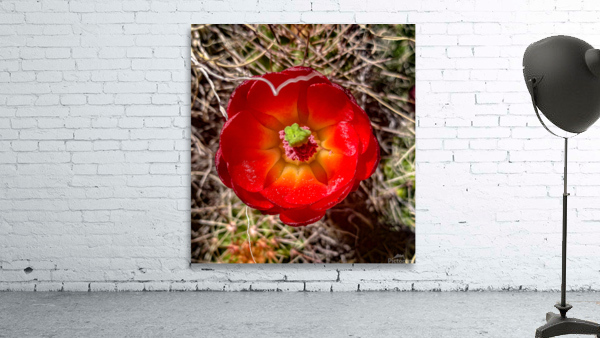 Prickly Bloom Wall Preview