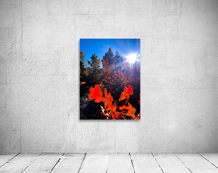 Oaks Durango Wall Preview
