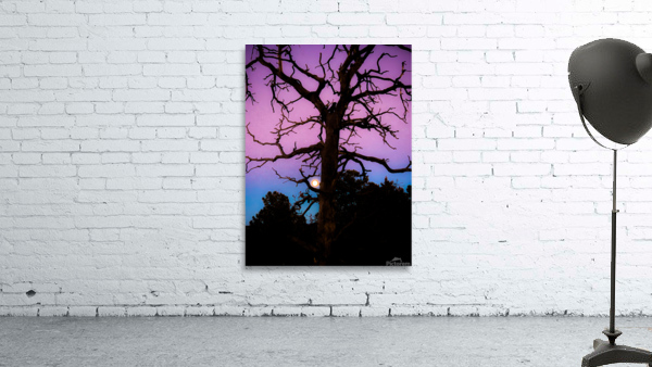 Tree Hugging Moon Wall Preview