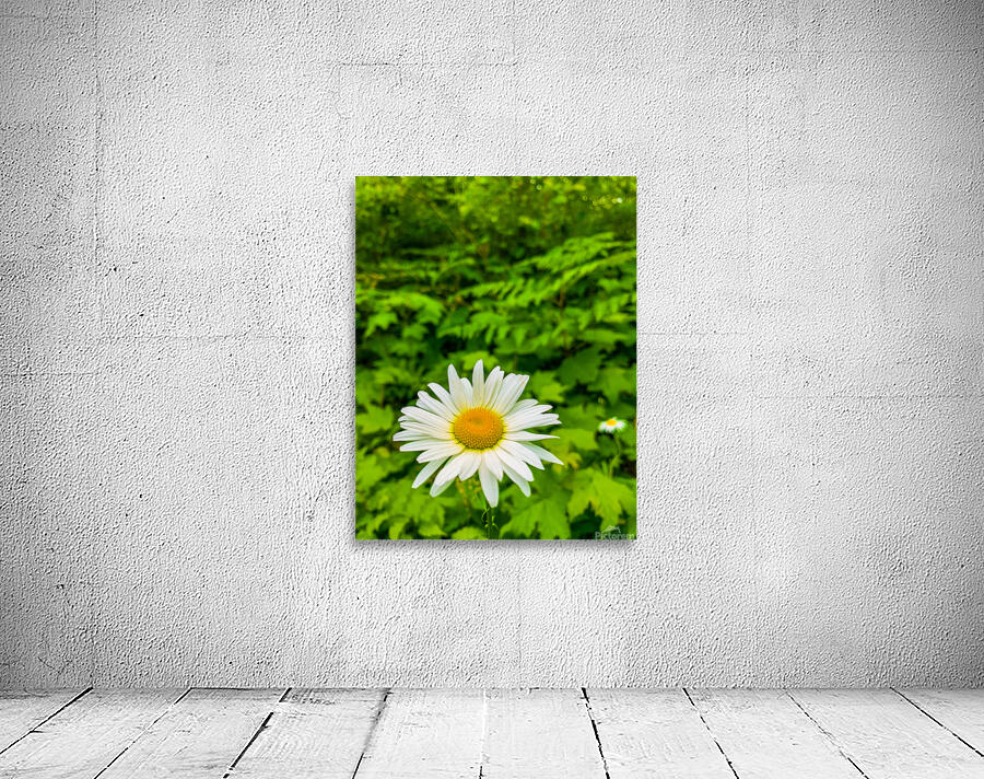 Oregon Daisy Wall Preview