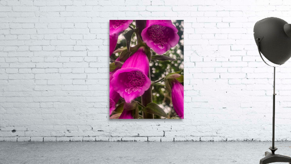 Fox Glove Wall Preview