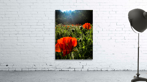 Poppies Abloom Wall Preview
