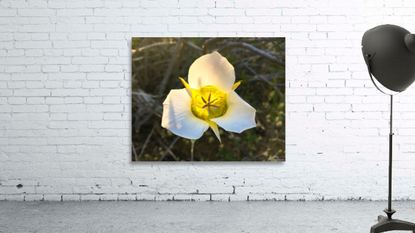 Sego Lily Wall Preview