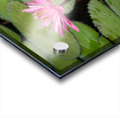Pink Lilies  Acrylic print