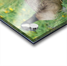 The Curious Gosling Acrylic print