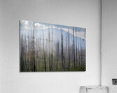 Regrowth  Acrylic Print