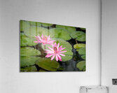 Pink Lilies  Acrylic Print