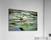 Looking at Lillies Acrylic Print