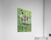 The Curious Gosling Acrylic Print
