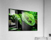 Danger Noodle Acrylic Print