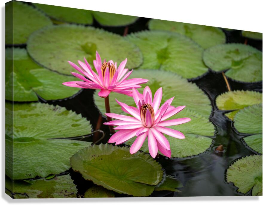 Pink Lilies  Canvas Print