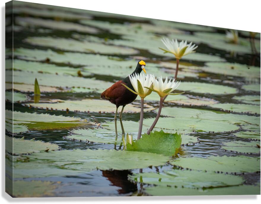 Looking at Lillies Canvas Print