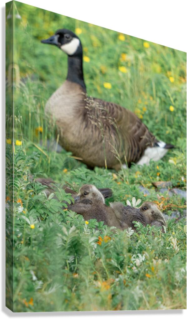 The Curious Gosling Canvas Print