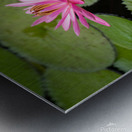 Pink Lilies  Metal print