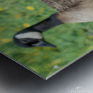 The Curious Gosling Metal print