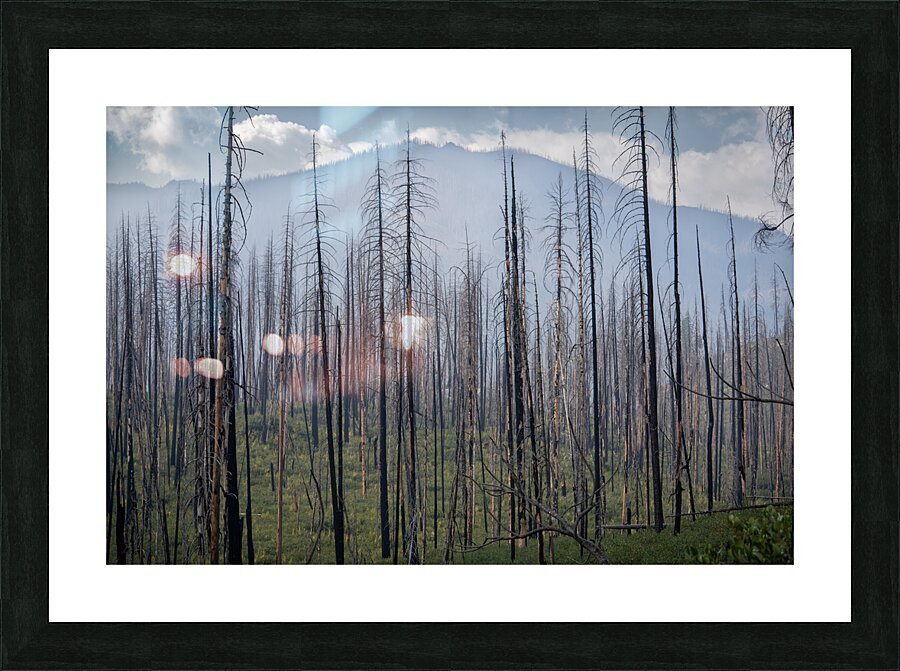 Regrowth  Picture Frame Printing