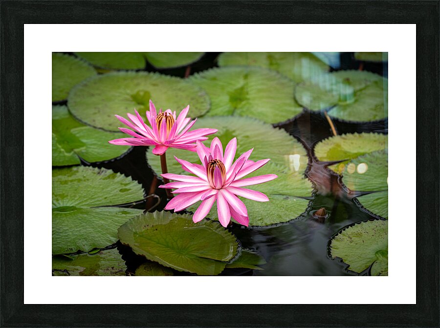 Pink Lilies  Picture Frame Printing