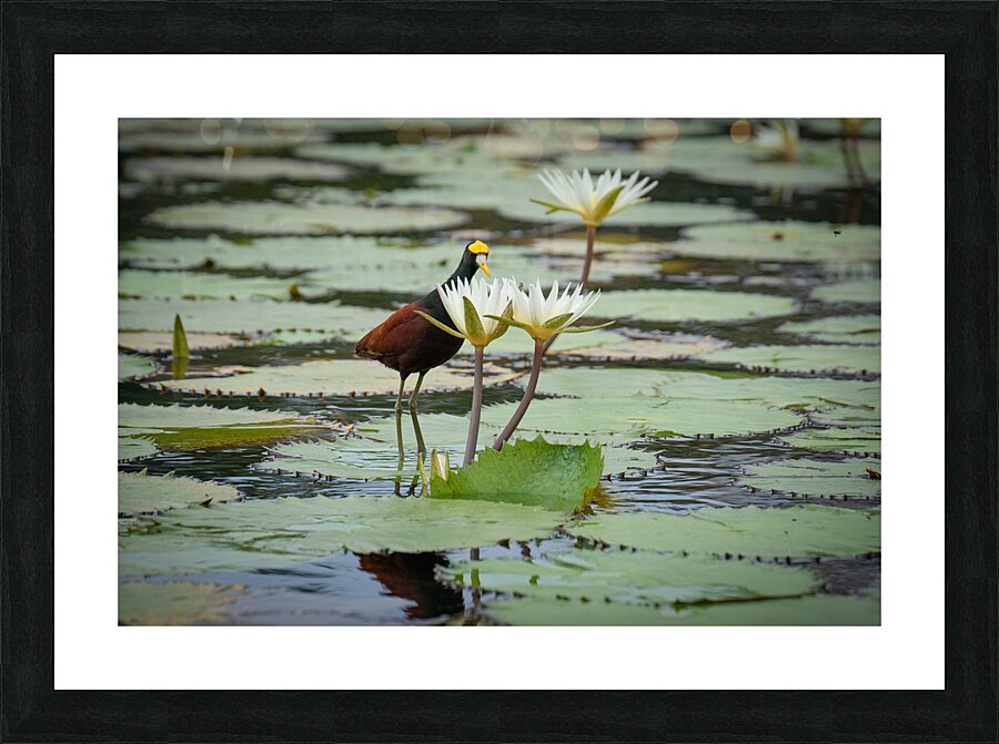 Looking at Lillies Picture Frame Printing