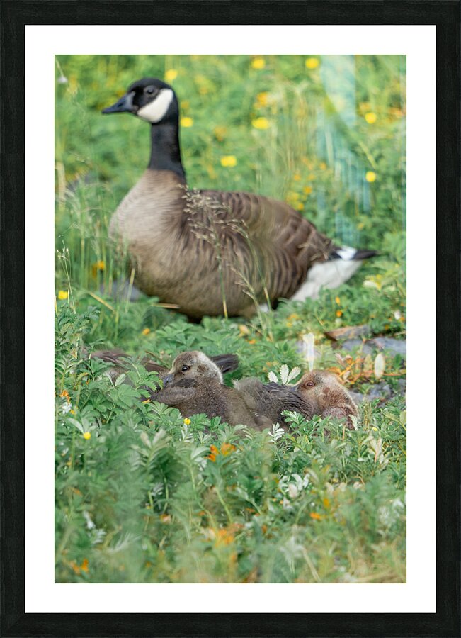 The Curious Gosling Picture Frame Printing