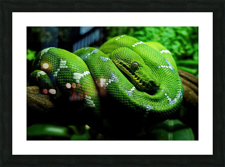 Danger Noodle Picture Frame Printing