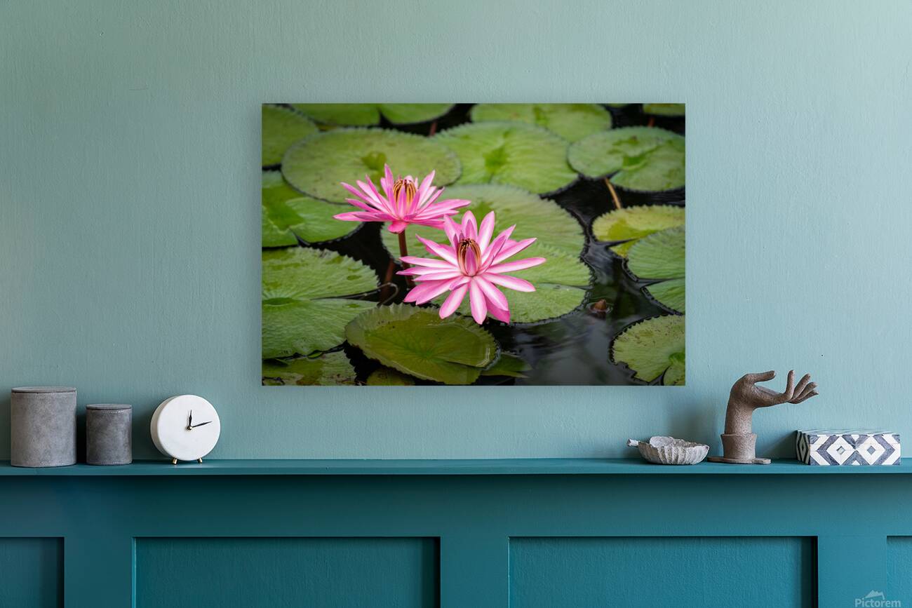 Pink Lilies  Reproduction