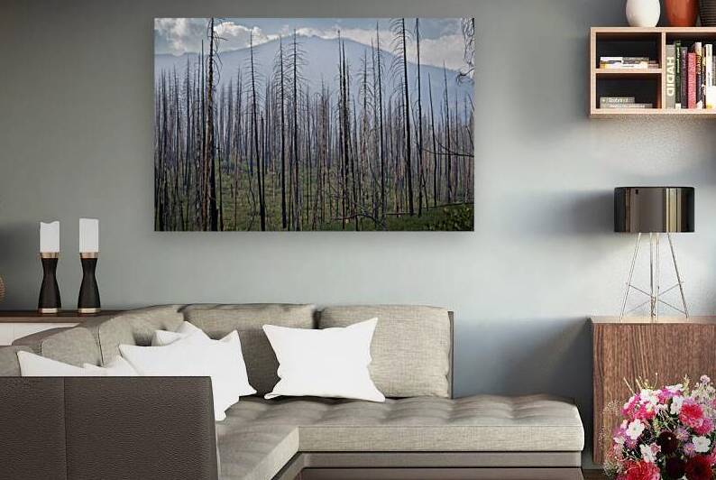 Regrowth  by Gregular Images